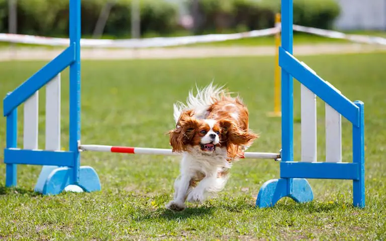 The Benefits Of Dog Sports For Exercise And Bonding