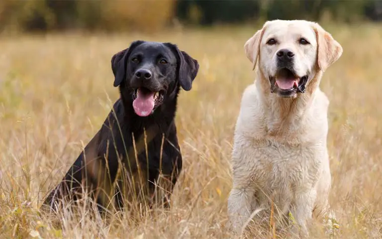 The Top 10 Most Popular Dog Breeds In The US