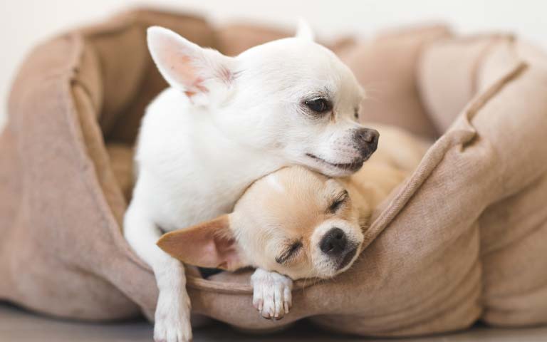 The Top 10 Most Popular Small Dog Breeds
