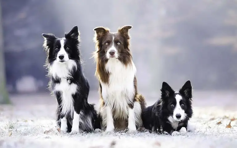 Is A Border Collie The Perfect Addition To Your Family?