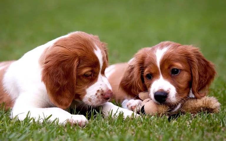 Brittany dogs