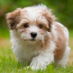 Is A Havanese The Perfect Addition To Your Family?