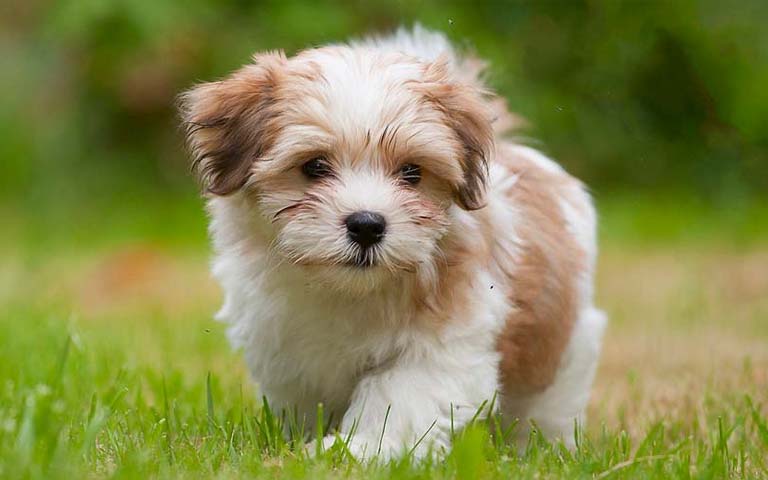 Is A Havanese The Perfect Addition To Your Family?