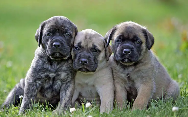 Is A Mastiff The Perfect Addition To Your Family?