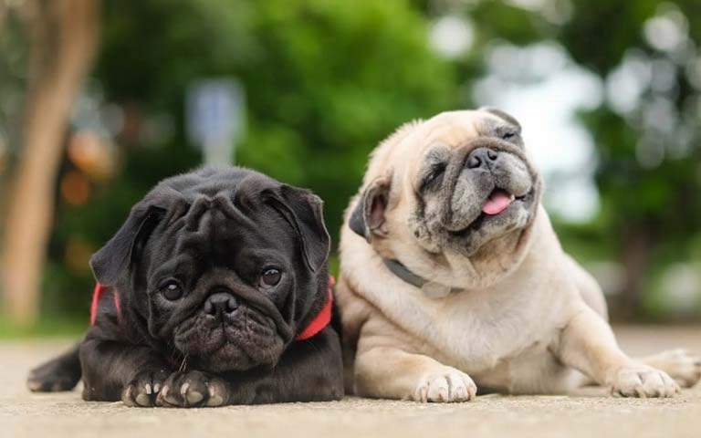 Is A Pug The Perfect Addition To Your Family?