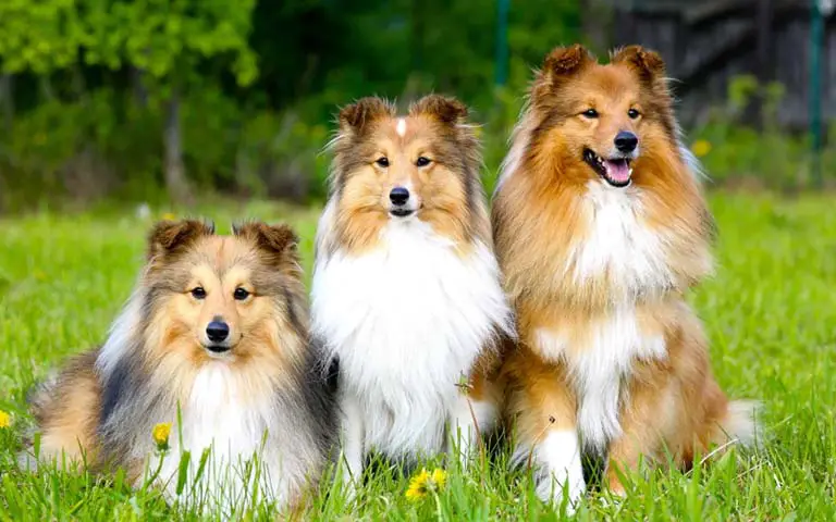 Is A Shetland Sheepdog The Perfect Addition To Your Family?
