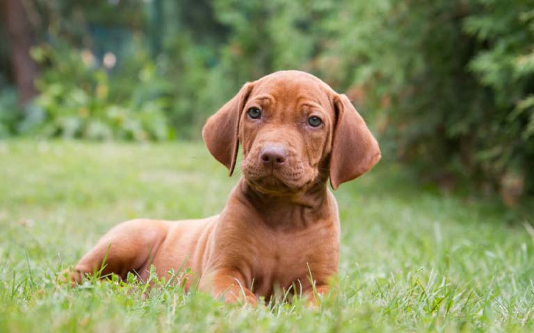 Is A Vizsla The Perfect Addition To Your Family?