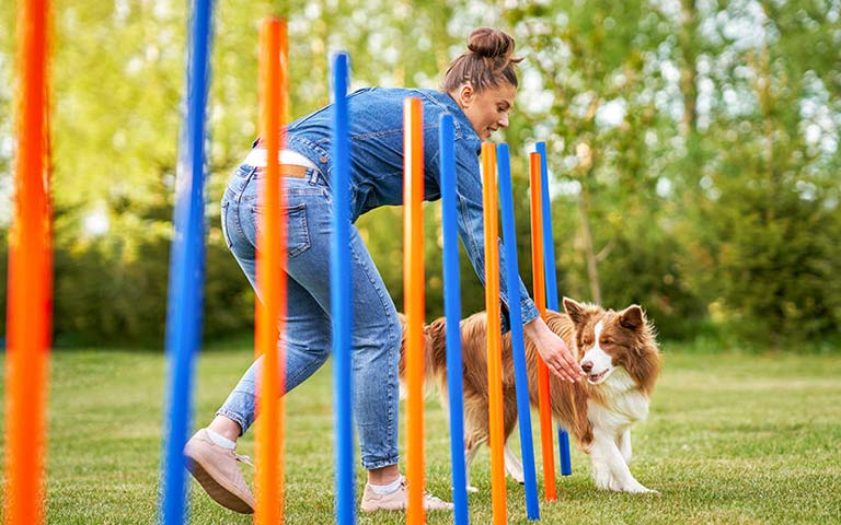 The Benefits Of Dog Training Classes For Socialization