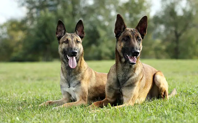 Is A Belgian Malinois The Perfect Addition To Your Family?