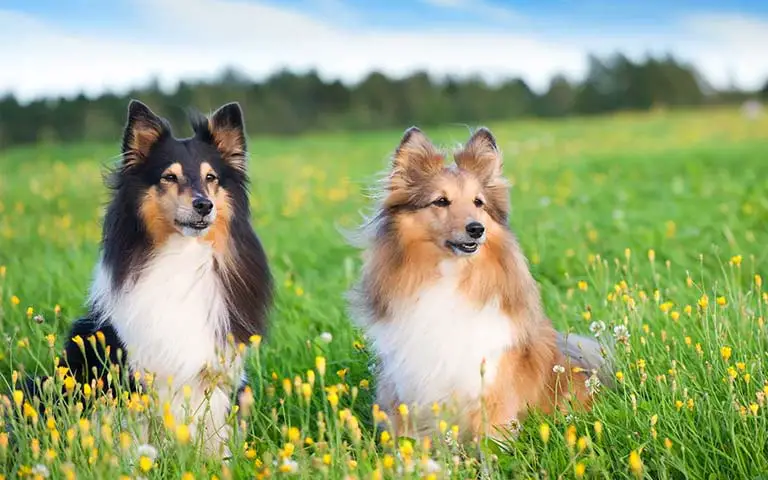 Is A Collie The Perfect Addition To Your Family?