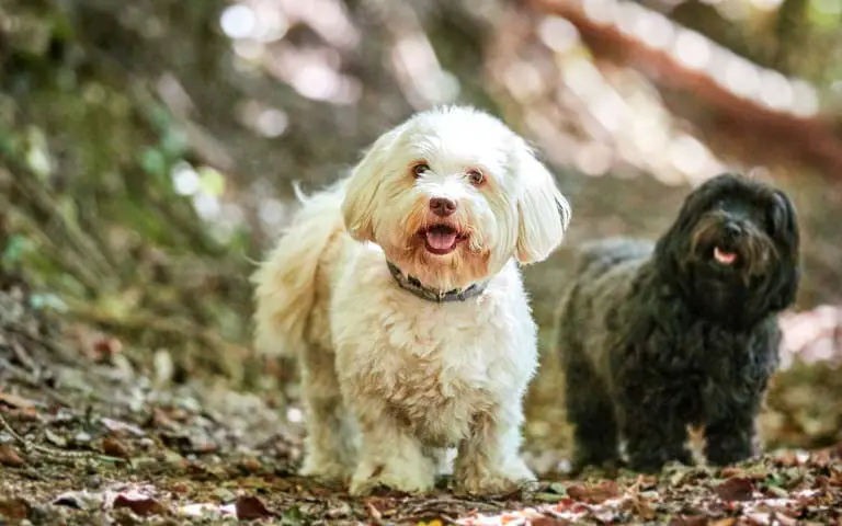 Havanese