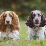 Is A Spaniel Cocker The Perfect Addition To Your Family