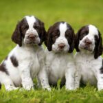 Is A English Springer Spaniel The Perfect Addition To Your Family?