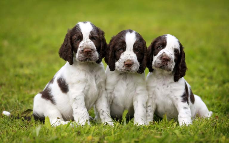 Is A English Springer Spaniel The Perfect Addition To Your Family?
