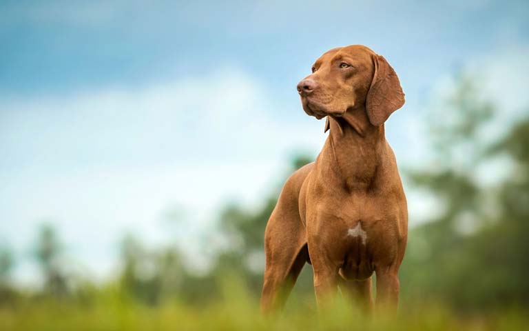 Vizsla dogs