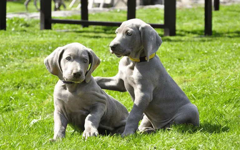 Is A Weimaraner The Perfect Addition To Your Family?