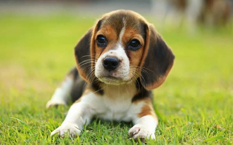 The 10 Best Dog Breeds For First Time Owners