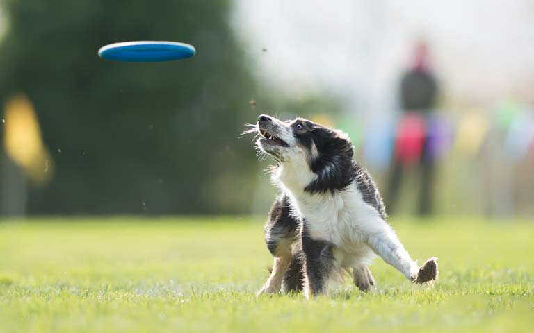 The Benefits Of Dog Sports For Exercise And Bonding