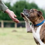 The Benefits Of Dog Training Classes For Socialization