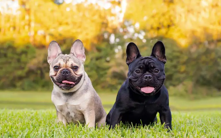 The Top 10 Most Popular Dog Breeds In The US