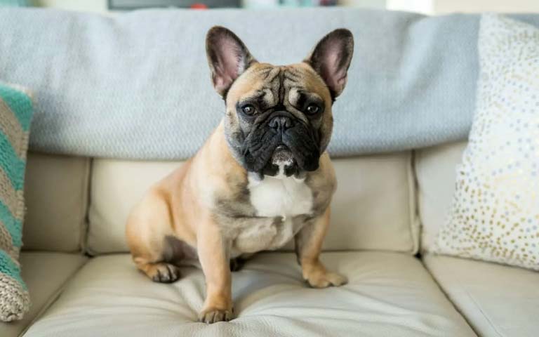 The Top 10 Most Popular Small Dog Breeds