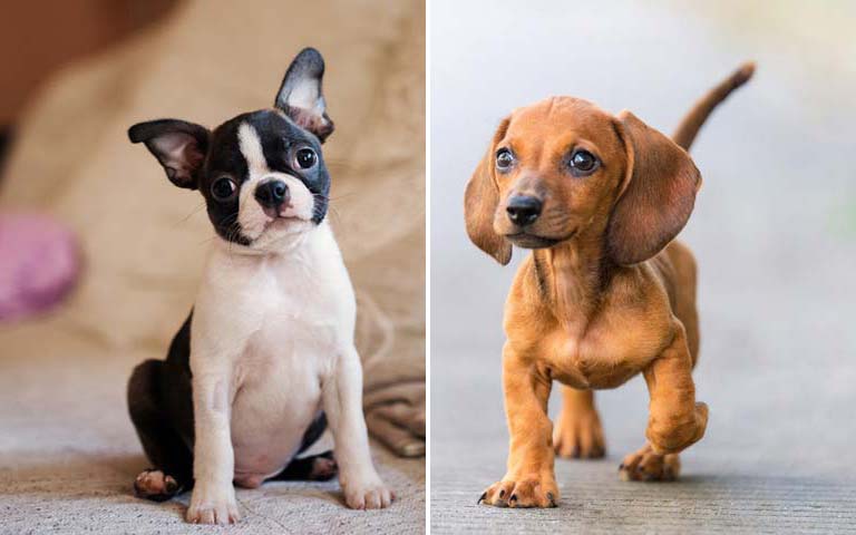10 Small Dog Breeds That Make Great Watchdogs