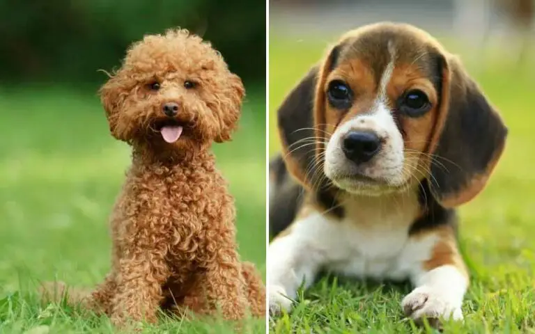 The 10 Best Dog Breeds For First Time Owners