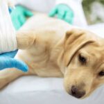 Understanding Elbow Dysplasia in Dogs