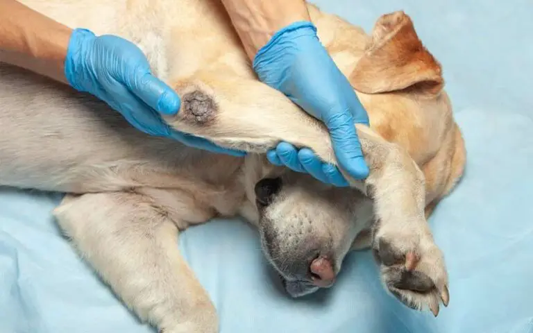 Elbow hygromas in dogs