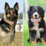 best dog breeds for people with disabilities