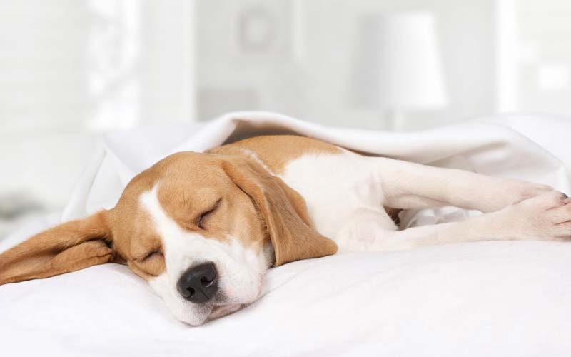 How to Silence Your Dog's Snoring and Enjoy a Restful Night