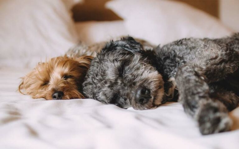 How to Silence Your Dog's Snoring and Enjoy a Restful Night