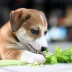 Can Dogs Eat Coleslaw