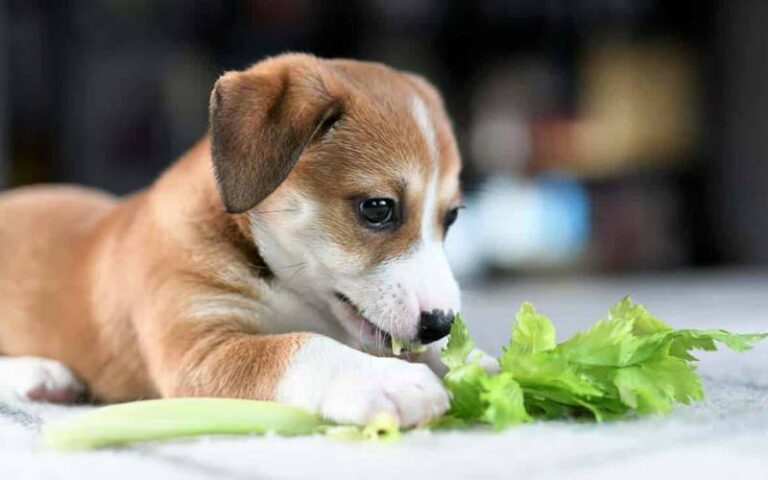 Can Dogs Eat Coleslaw