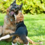 Dog Fights at the Dog Park