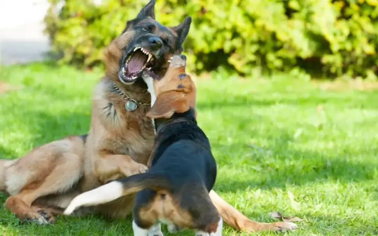 Dog Fights at the Dog Park