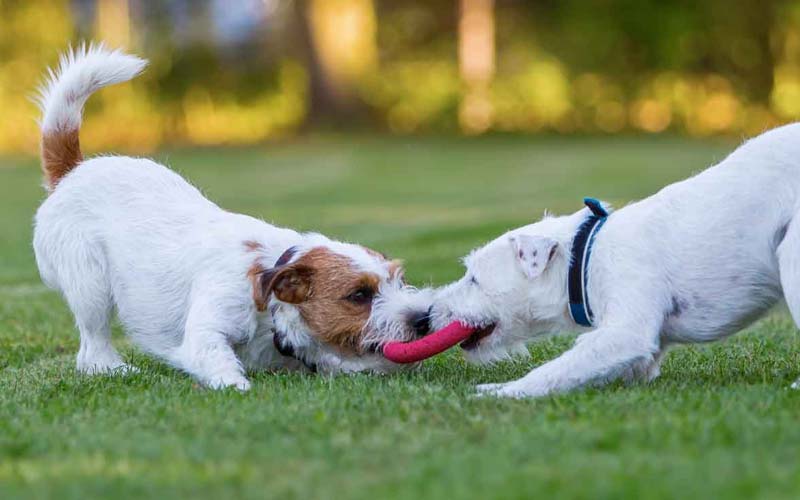  Dog Fights at the Dog Park