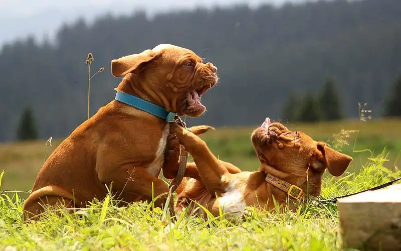  Dog Fights at the Dog Park