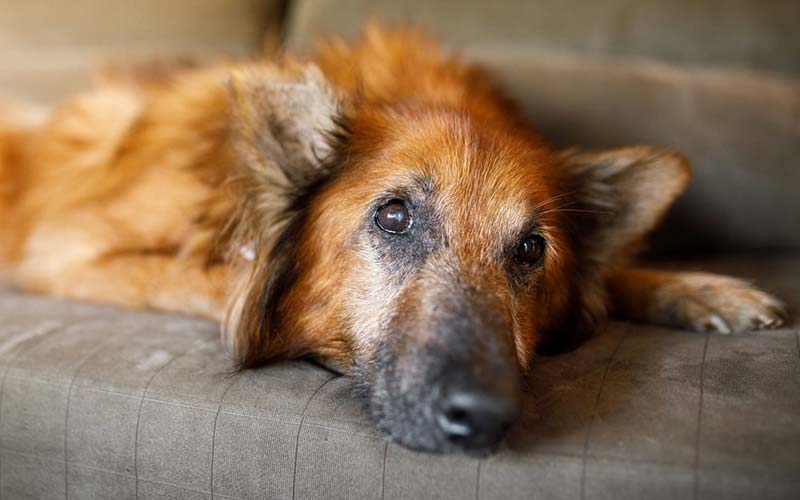 Recognizing Cognitive Impairment in Dogs