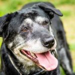 Recognizing Cognitive Impairment in Dogs