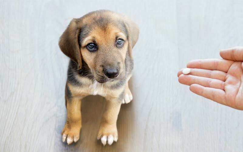 signs your puppy might have worms