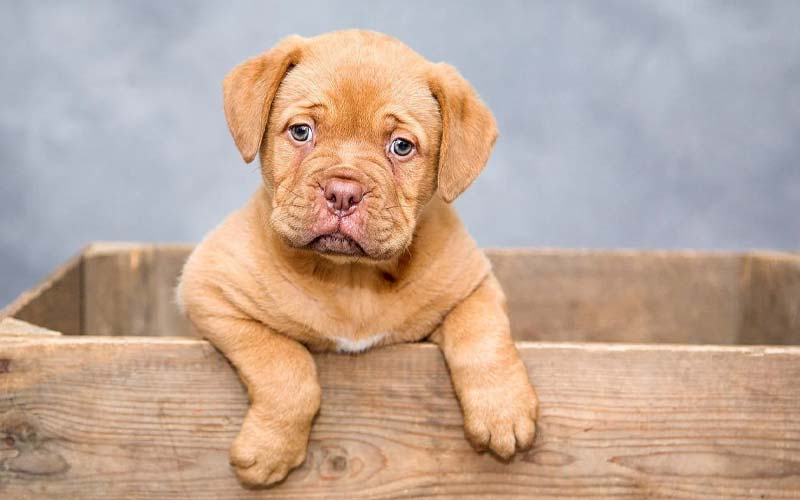 signs your puppy might have worms