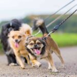 Stop Bad Dog Behaviors