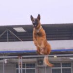 Belgian Malinois athletes