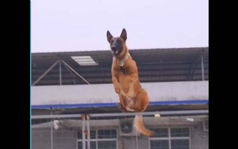 Belgian Malinois athletes