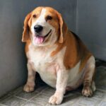 Canine obesity and cancer