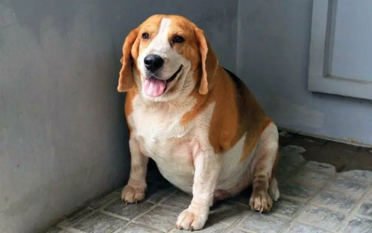 Canine obesity and cancer