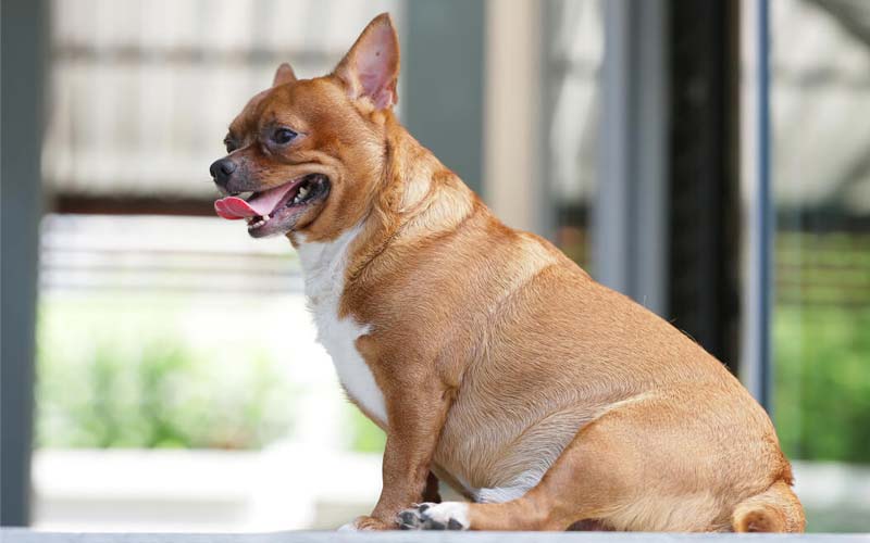 Canine obesity and cancer