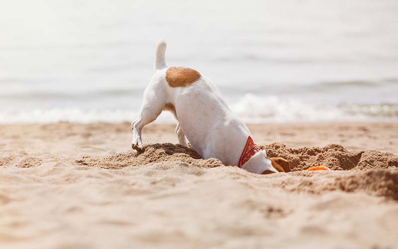 Reasons dogs dig holes