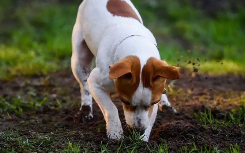 Dog digging behavior